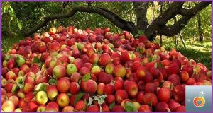 شیره سیب چه خواصی دارد