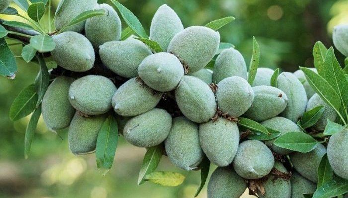 خواص بادام درختی برای چاقی صورت
