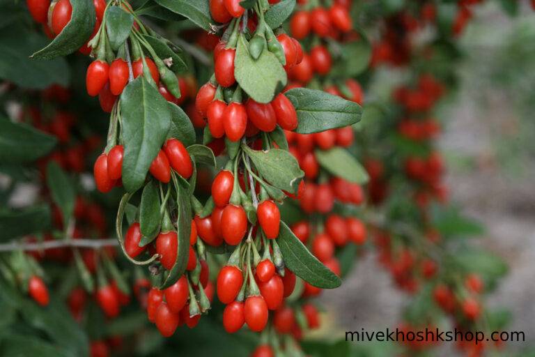 نکاتی جهت خرید میوه خشک گوجی بری