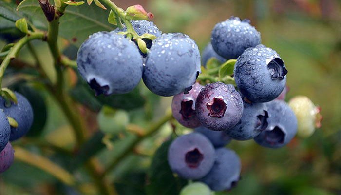 خواص بلوبری برای زنان