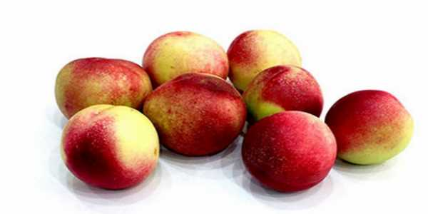 خواص شلیل برای لاغری